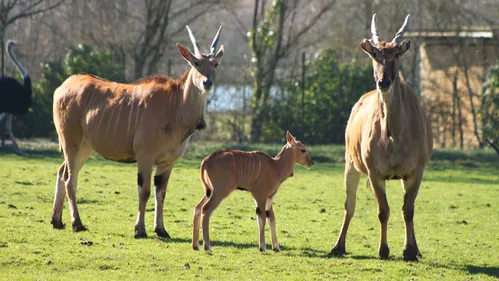 La Réserve zoologique de la Haute-Touche a débuté une nouvelle...