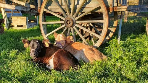 Loir-et-Cher : la Ferme des Oliviers dépasse les 300 animaux...