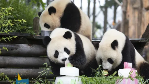 Les jumelles pandas de Beauval fêtent leur deuxième anniversaire