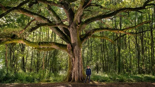 Situé à 40 minutes de Bordeaux, cet arbre est l'un des plus beaux...