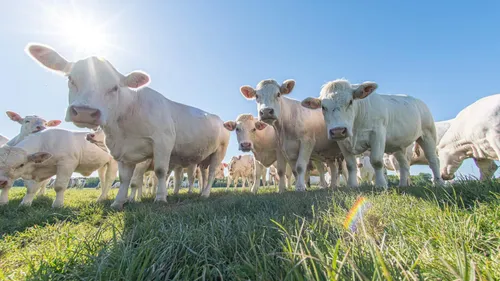 La viande bovine du Parc naturel régional de la forêt d’Orient à...