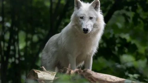 Le parc Argonne Découverte en deuil