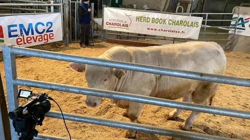 Les plus beaux taureaux en vente aux enchères dans la Marne