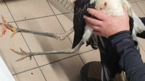 Un cigogneau secouru par les pompiers