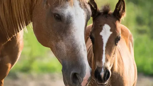 Les pompiers secourent une jument et son poulain 