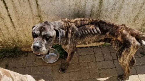 Les gendarmes saisissent deux chiens maltraités