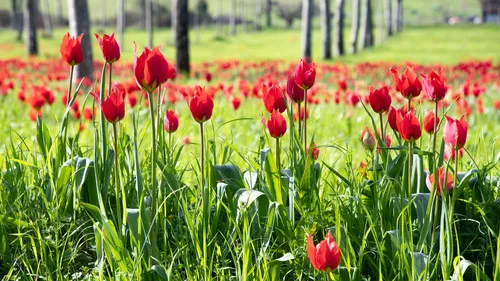 Marmande va bientôt célébrer la tulipe sauvage!