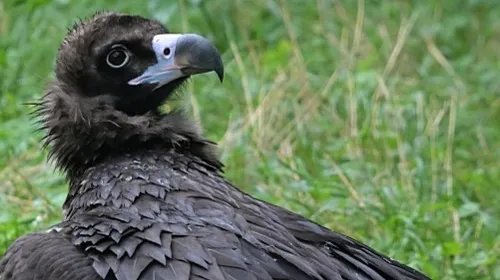 Petit voyage au Centre de soins de la Faune Sauvage de Tonneins