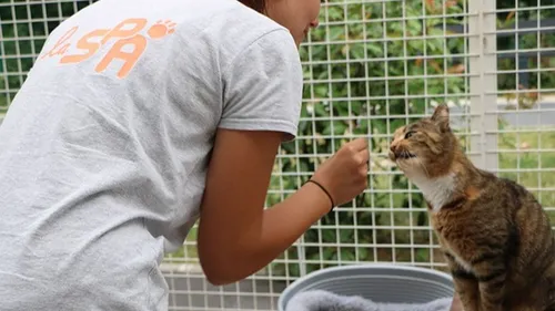 La SPA de Cliron contrainte de fermer son refuge plus tôt que prévu