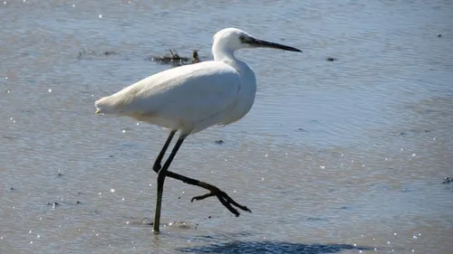 Un nouveau cas de grippe aviaire au lac du Der
