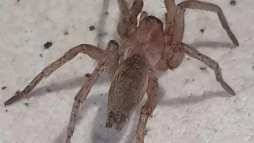 Des araignées cachées au milieu des bananes d'un supermarché