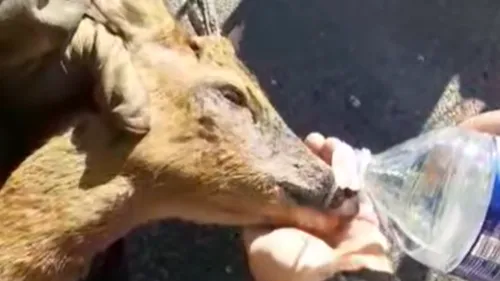 Les pompiers secourent un jeune chevreuil