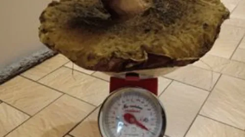 Elle ramasse un champignon  de près de 2 kilos