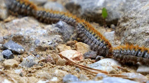 Les chenilles processionnaires : pour lutter contre ce phénomène,...