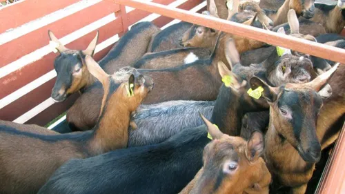 Bêêêê dis donc !