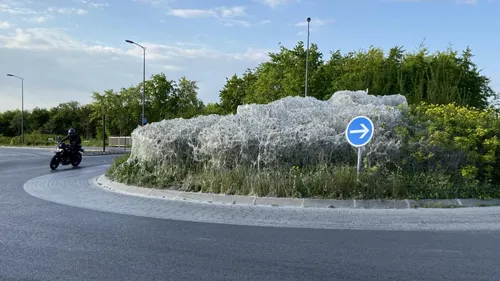 Des chenilles envahissent un rond-point