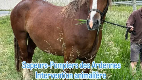 Une jument sauvée par les pompiers