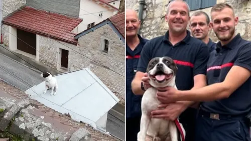 Partie de...chien-perché 