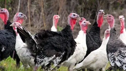  Un foyer de grippe aviaire détecté dans la Marne.