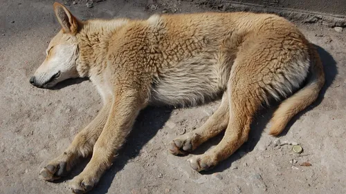 La SPA a recueilli cet été 16 498 animaux : "un bilan lourd de...