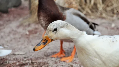 Le maire de Bordeaux reçoit du faux gras de Peta