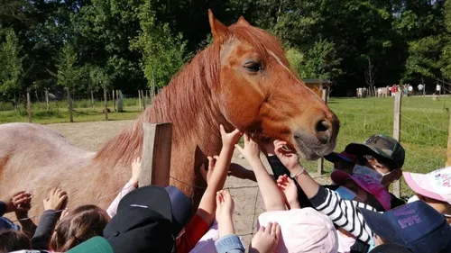 Les animaux de la ferme pédagogique changent d'air