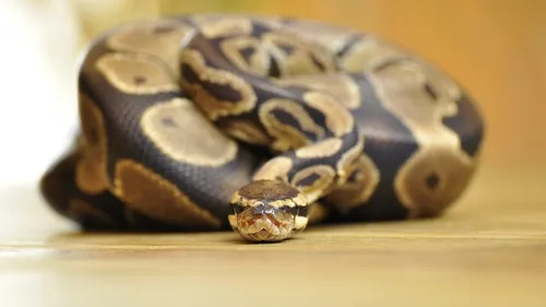 Un second python se promène dans cette ville du Lot-et-Garonne