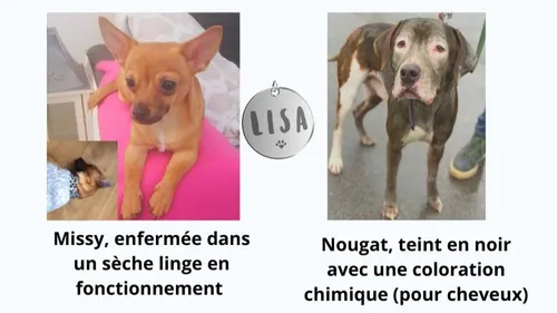 Une adolescente tue son chien en l'enfermant dans un sèche-linge en...