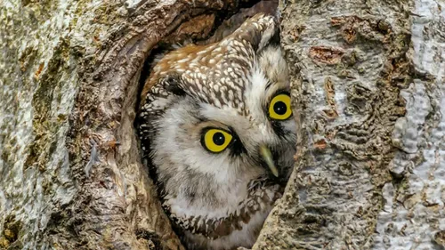 Retour du festival de la photo animalière et de nature à...