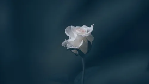 Cenon rend hommage à Nasrine aujourd'hui