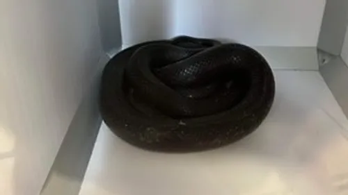 Un serpent retrouvé dans une cabine d’essayage