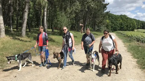 À Epernay, partez en randonnée avec les animaux du refuge! 