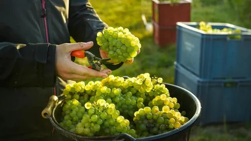 Les dates des vendanges en Champagne