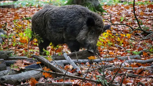 Un chasseur blessé par un sanglier.  