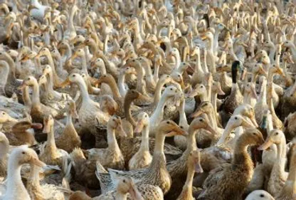 Des cas de grippe aviaire à Ger 