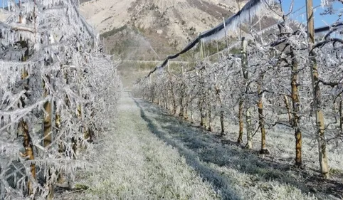 Vague de froid : l’angoisse des arboriculteurs à Moissac pour...