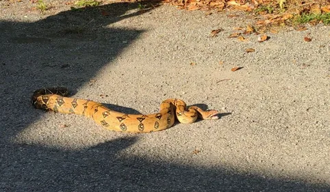 Un boa découvert à Auch
