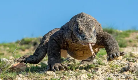 Phénomène rare : Trois varans naissent sans fécondation dans le Lot
