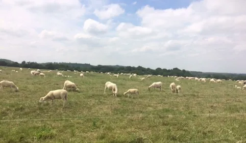 Ours : un véhicule de l'ONCFS incendié dans les Pyrénées 