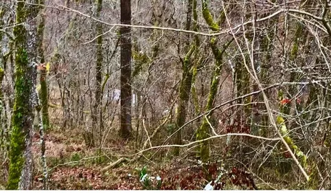 Affaire Jubillar. La zone des fouilles se précise