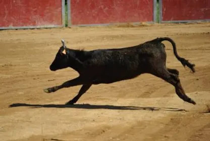 Azille en effervescence