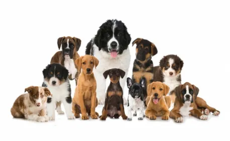 Gagnez le Salon du chiot à Toulouse