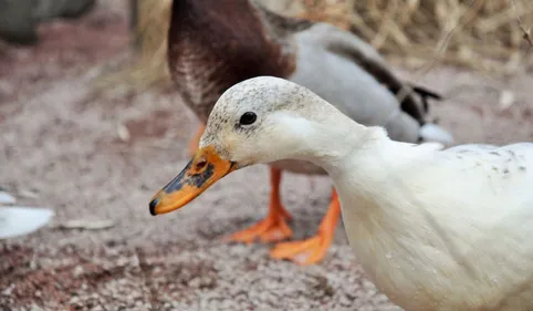 Grippe aviaire : les éleveurs désemparés dans le Gers, les Hautes...