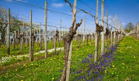 L'Aude: terre d'agriculture biologique