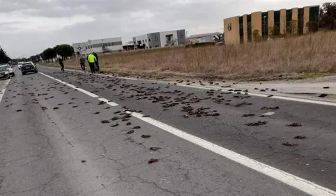Mystère. Pourquoi plusieurs centaines d’oiseaux ont-ils été...