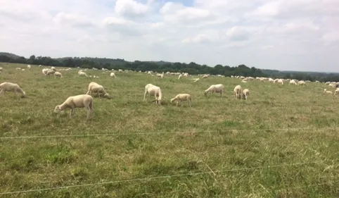 L'éleveur de brebis touché par des attaques de chiens témoigne sur...