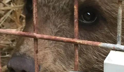 Un ourson séparé de sa mère sauvé dans les Pyrénées Ariégeoises