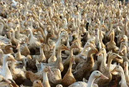 Le chemin de croix des éleveurs de palmipèdes