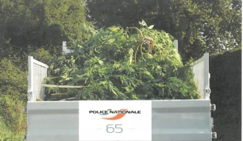 Près de Tarbes : plus d'une demi tonne de pieds de cannabis saisie !  