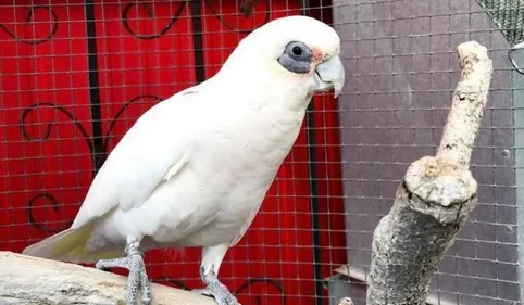 Un magasin toulousain recherche désespérément Balthazar, son...